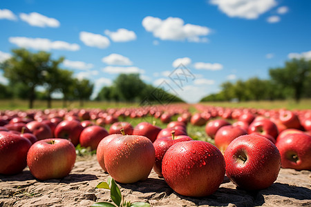 丰收的苹果果园图片
