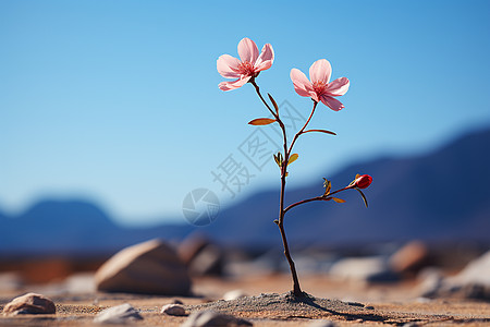 坚强生命力的花朵背景