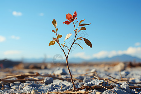 顽强生长的花朵背景图片