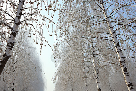 白雪皑皑的丛林景观背景图片