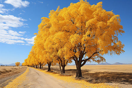 秋季户外金黄的叶子图片