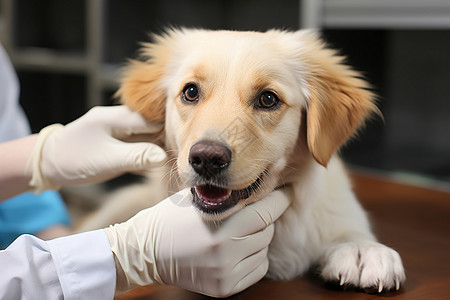 兽医给狗护理高清图片