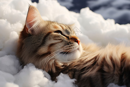 雪地里睡觉的猫咪图片