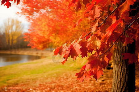 边牧秋季湖畔边的枫叶背景