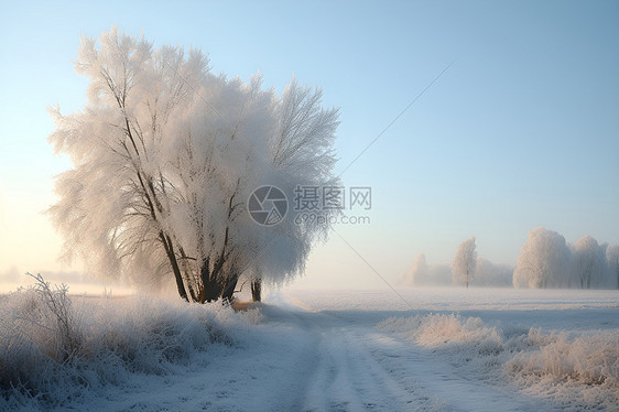 积雪的田野图片