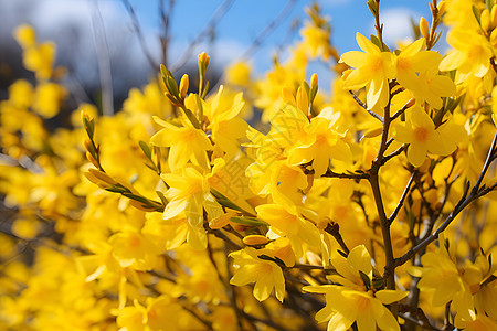阳光下盛放的黄色花朵图片