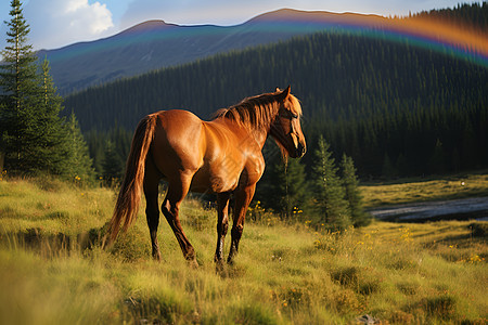 山谷里放牧的马图片