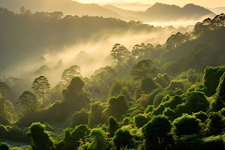 云雾山林云雾缭绕的的山林背景