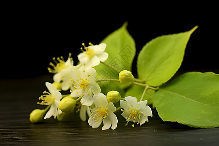 清新的小白花背景图片