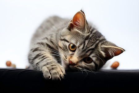 趴在地上的可爱小猫背景图片