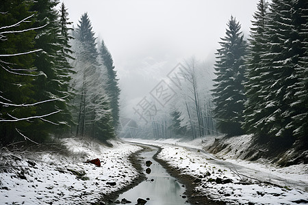 雾中雪景森林中雪高清图片