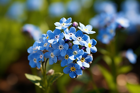 蓝色花海森林花海高清图片