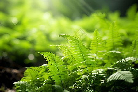 阳光洒在蕨类植物上高清图片