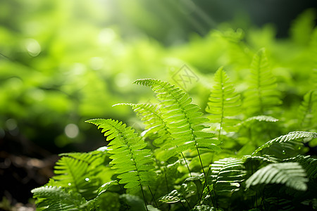 阳光洒在蕨类植物上图片