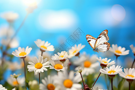 蝴蝶在白花上图片