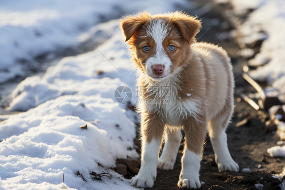 冬季雪地中的宠物狗狗图片