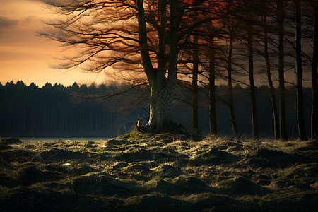 夕阳下的树林图片
