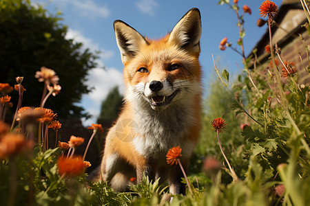 警惕性高的狐狸动物图片