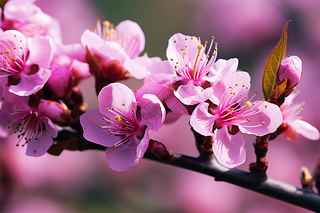 粉色花朵的树枝图片