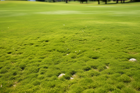 翠绿的高尔夫球场图片