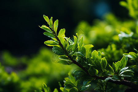 森林里的植物背景图片