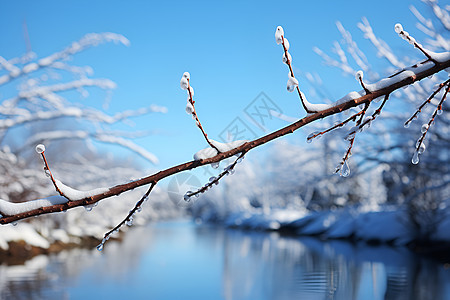 冰河上的树枝图片