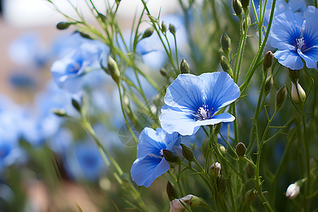 缤纷蓝色花朵图片