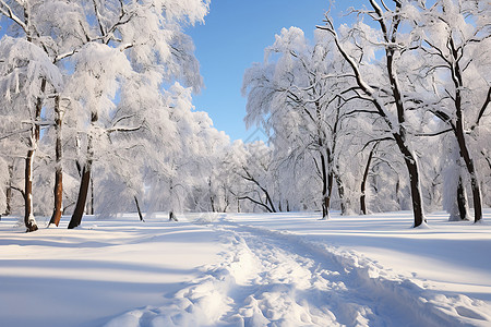 冬雪冬日白雪中的森林小径背景