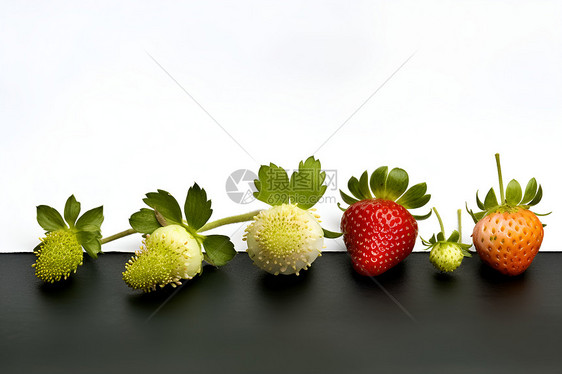 不同阶段的草莓图片