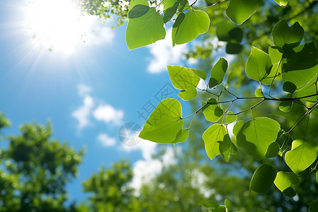 太阳夏天阳光穿过树叶背景