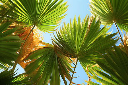 清新绿意的棕榈树植物图片