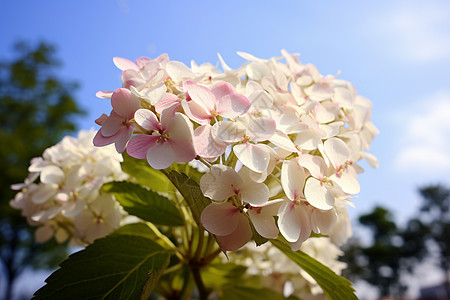 花园中绽放的绣球花花朵图片