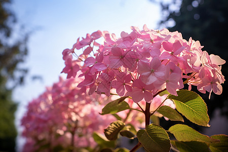 夏季花园中绽放的绣球花花朵图片