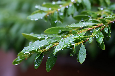 夏日雨露的绿色植物高清图片