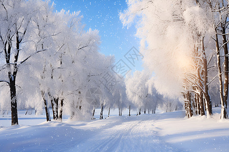 雪山树木冬天的树林背景