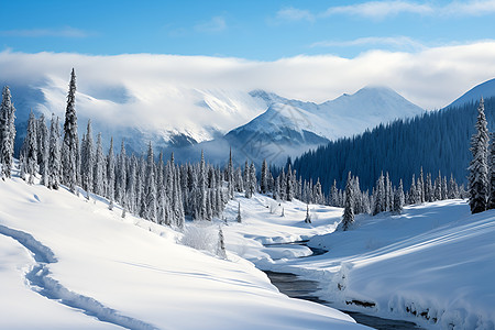 雪山树木冬天雪山的风景背景