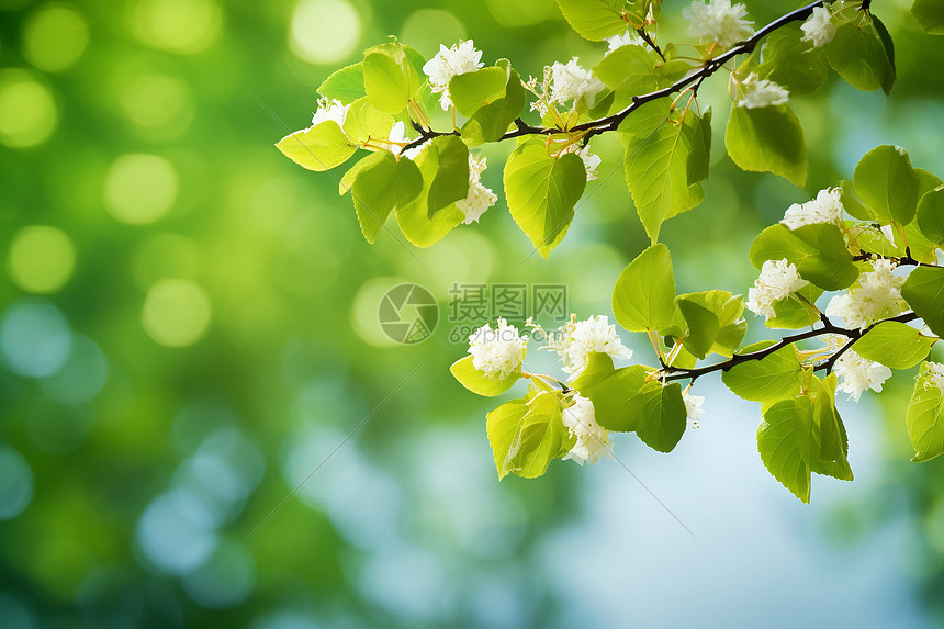 夏日绿意的花园景观图片