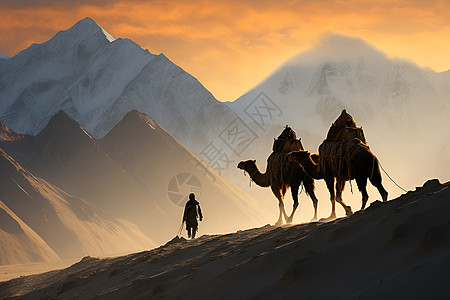 夕阳下的骆驼高清图片