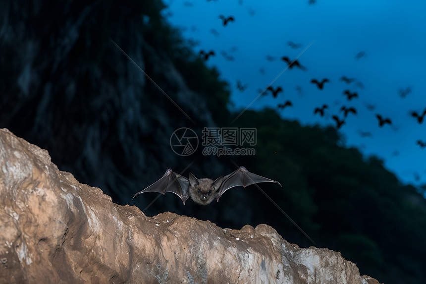 山洞里的蝙蝠图片