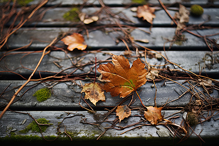 木凳上的落叶图片
