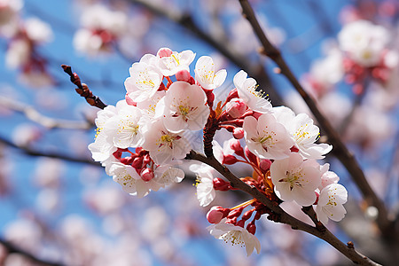 春季花园中美丽绽放的樱花花朵图片