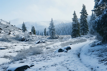 白雪皑皑的山中雪径图片