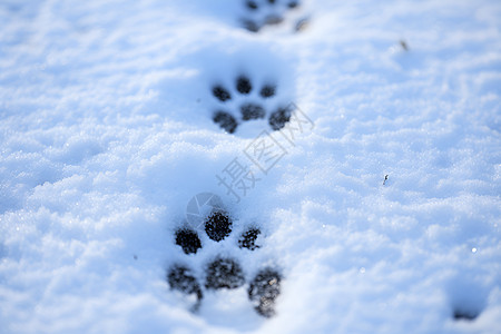 雪地中狗爪的痕迹高清图片