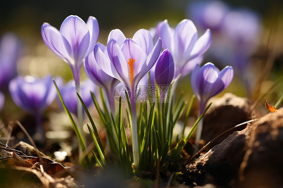 花园中绽放的番红花花朵图片