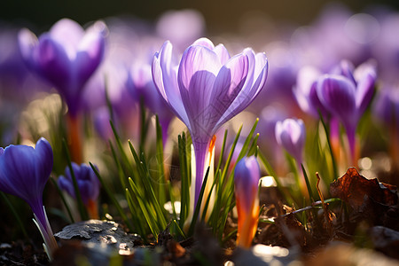 春季花园中绽放的番红花花朵背景图片