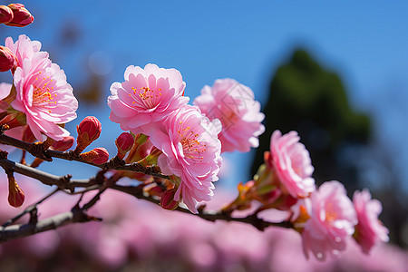 春季花园绽放的樱花花朵图片