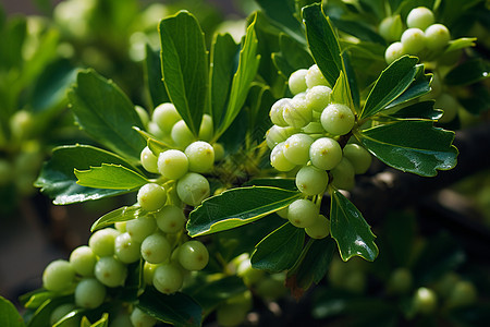 农业种植的浆果种植果园图片