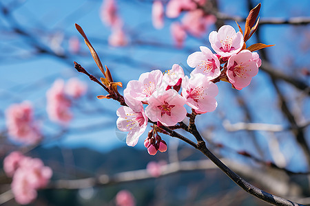 花园绽放的樱花花朵图片