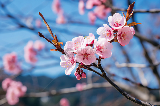 花园绽放的樱花花朵图片