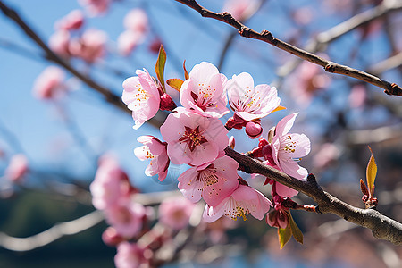 春季花园绽放的樱花花朵图片